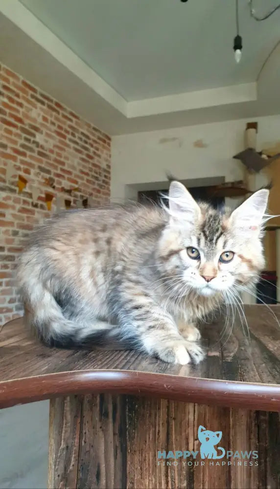 Diana Princess Maine Coon female black tortie spotted tabby live animals