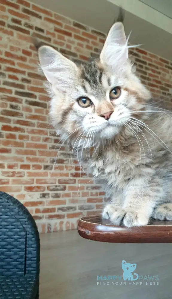 Diana Princess Maine Coon female black tortie spotted tabby live animals