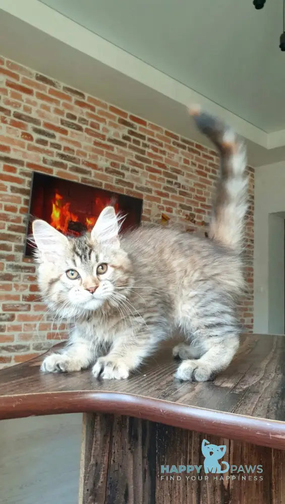 Diana Princess Maine Coon female black tortie spotted tabby live animals