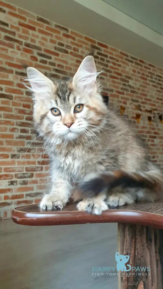 Diana Princess Maine Coon female black tortie spotted tabby live animals