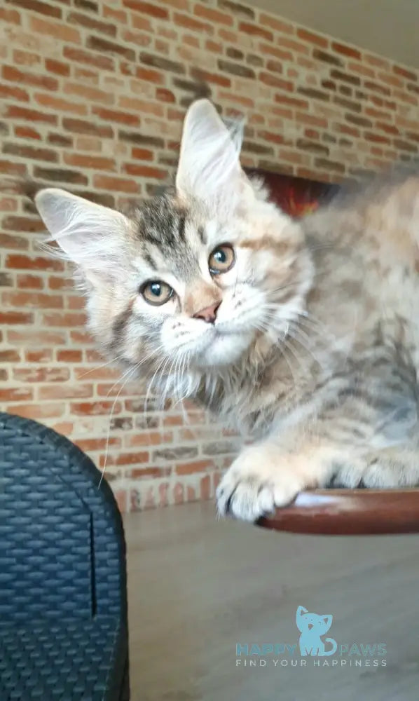 Diana Princess Maine Coon female black tortie spotted tabby live animals