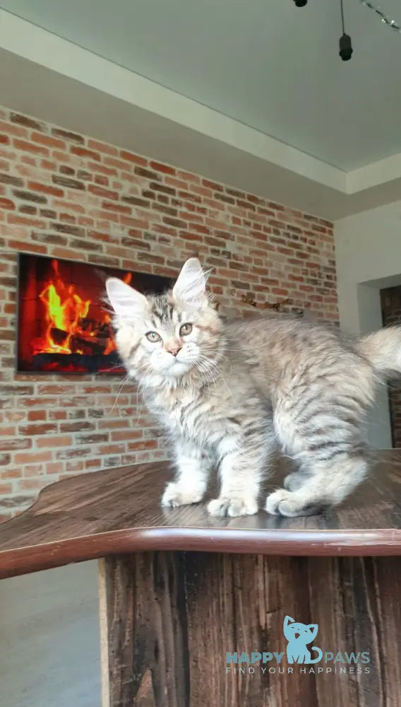 Diana Princess Maine Coon female black tortie spotted tabby live animals