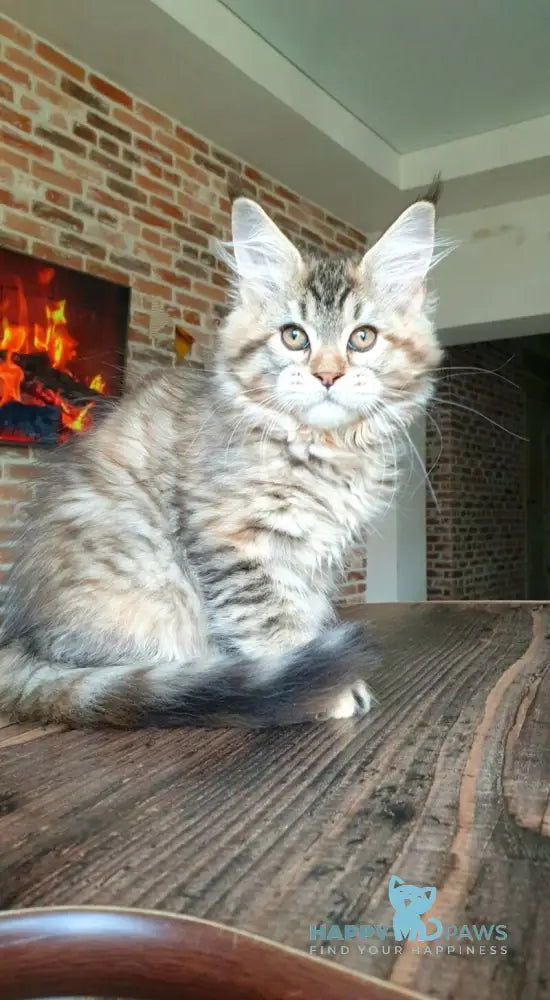 Diana Princess Maine Coon female black tortie spotted tabby live animals