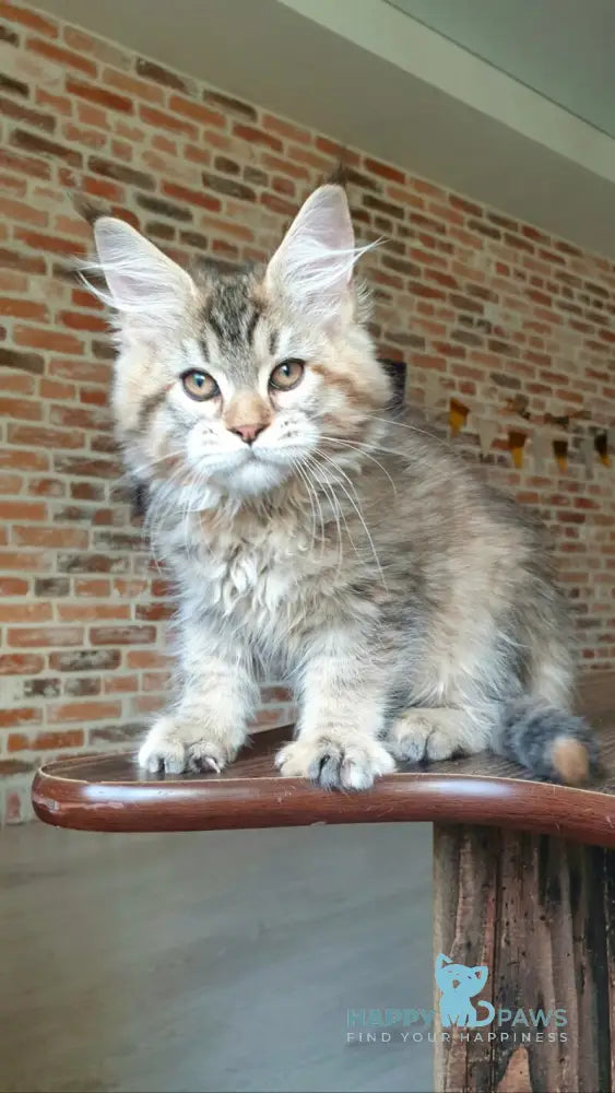 Diana Princess Maine Coon female black tortie spotted tabby live animals