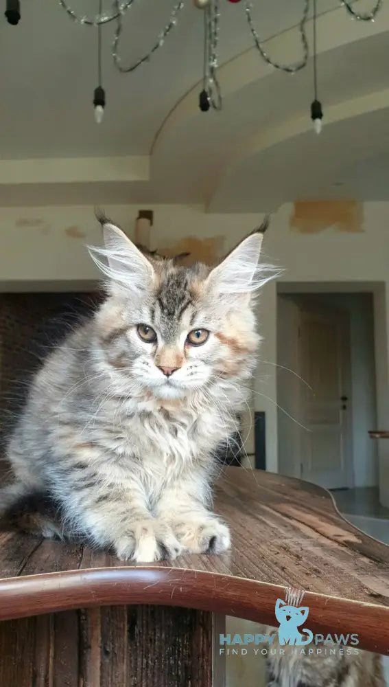 Diana Princess Maine Coon female black tortie spotted tabby live animals