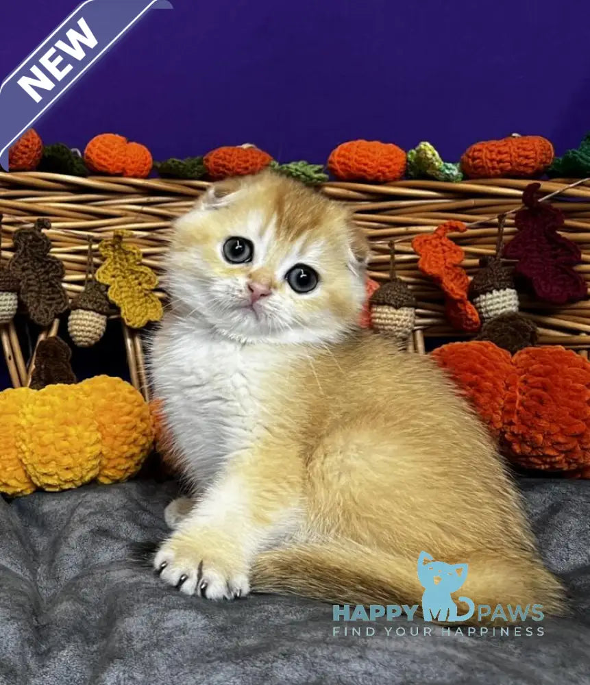 Diana Scottish Fold female black golden chinchilla live animals