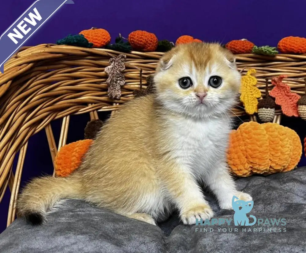 Diana Scottish Fold female black golden chinchilla live animals