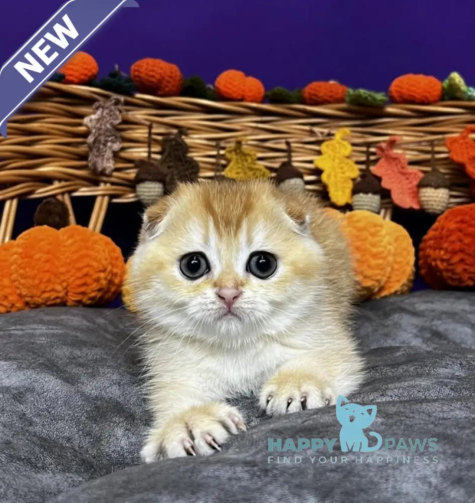 Diana Scottish Fold female black golden chinchilla live animals