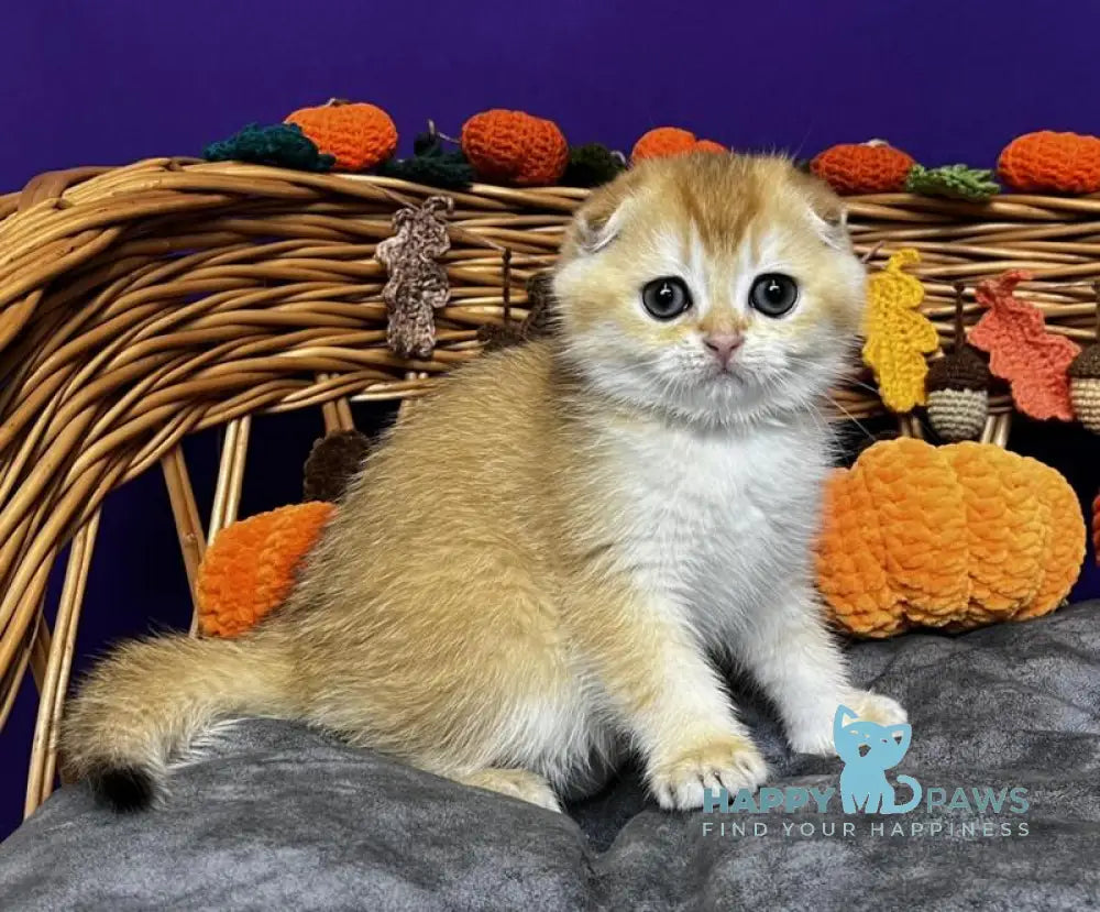 Diana Scottish Fold female black golden chinchilla live animals