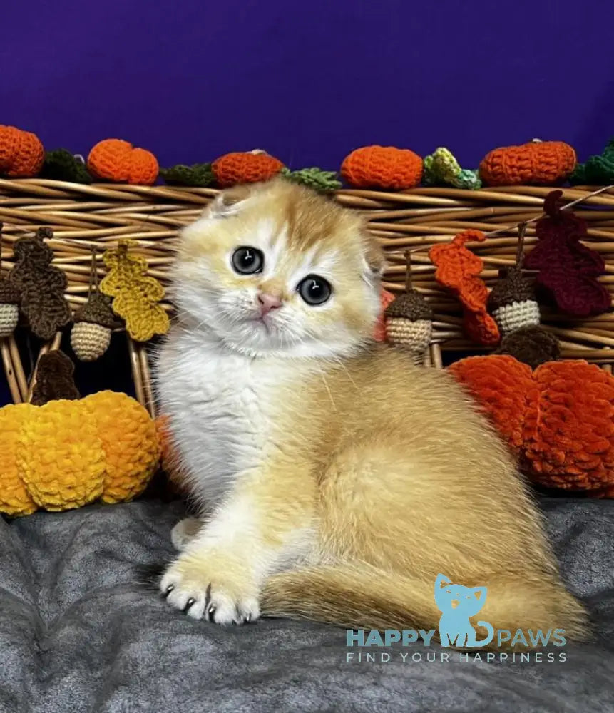 Diana Scottish Fold female black golden chinchilla live animals