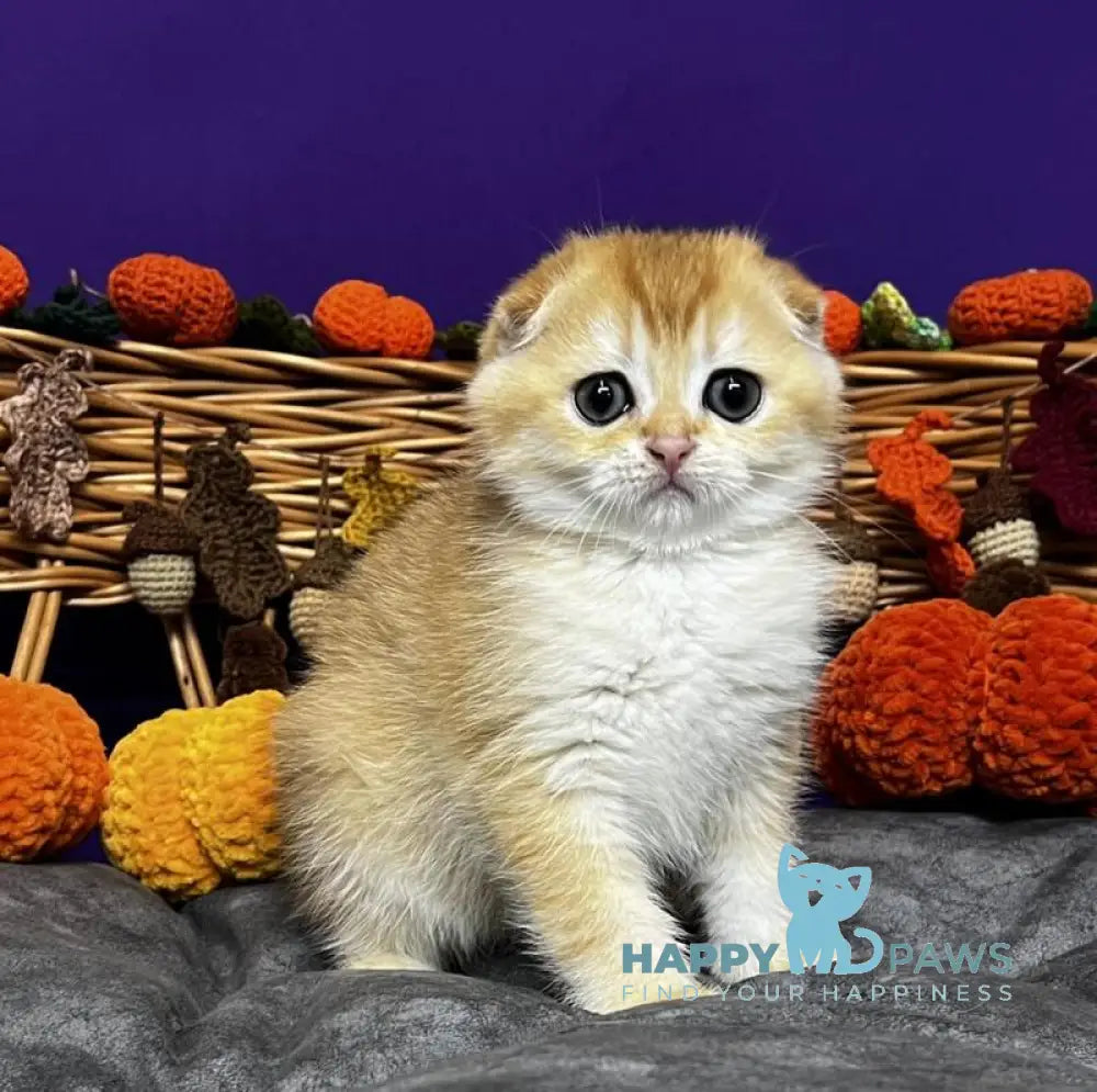 Diana Scottish Fold female black golden chinchilla live animals