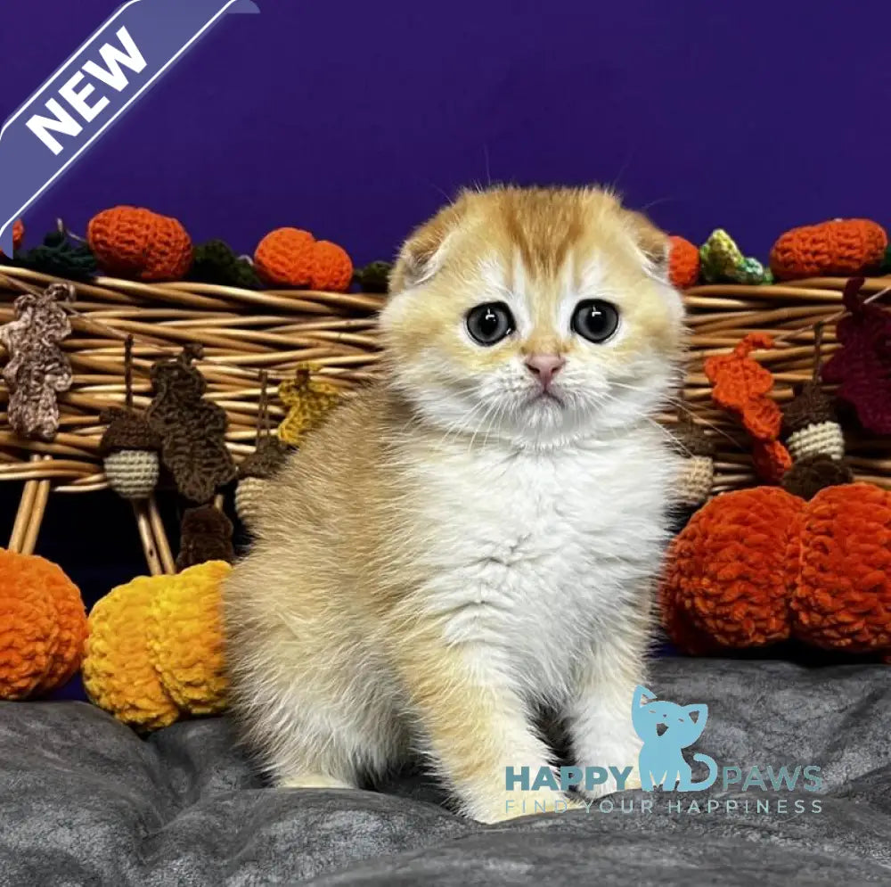 Diana Scottish Fold female black golden chinchilla live animals