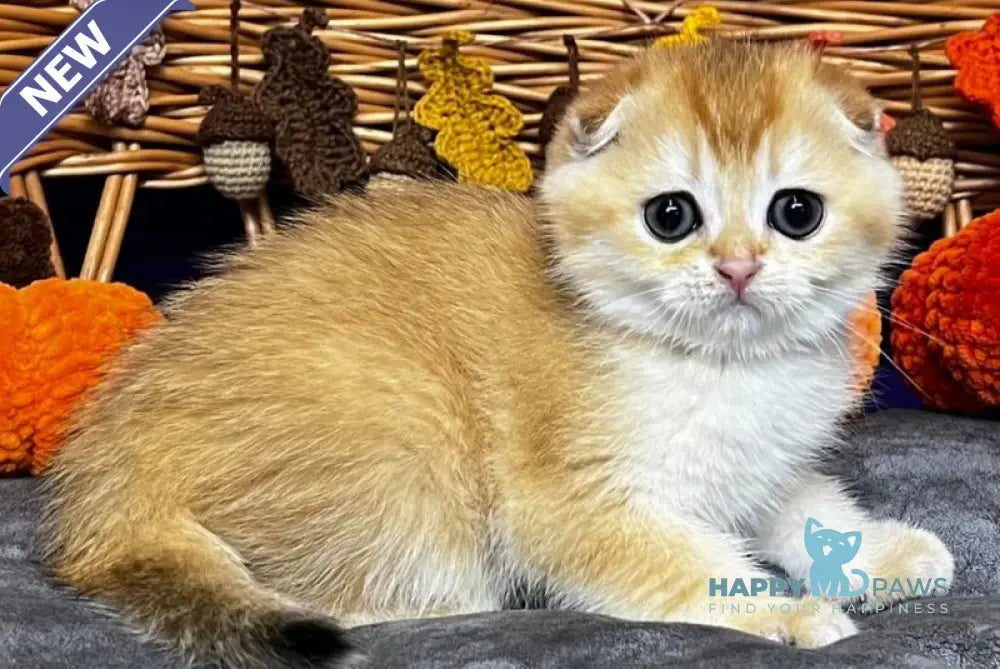 Diana Scottish Fold female black golden chinchilla live animals