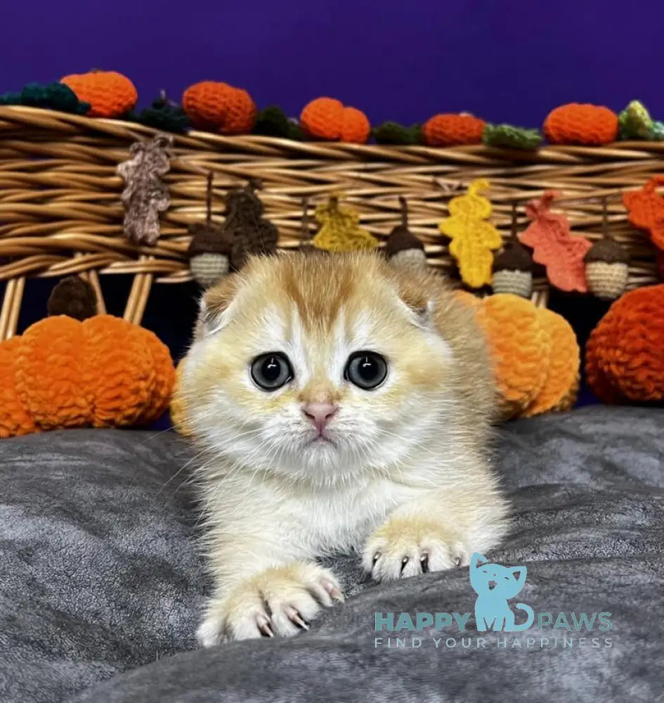 Diana Scottish Fold female black golden chinchilla live animals