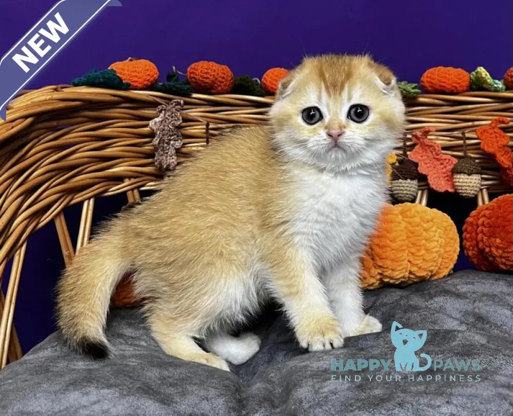 Diana Scottish Fold female black golden chinchilla live animals