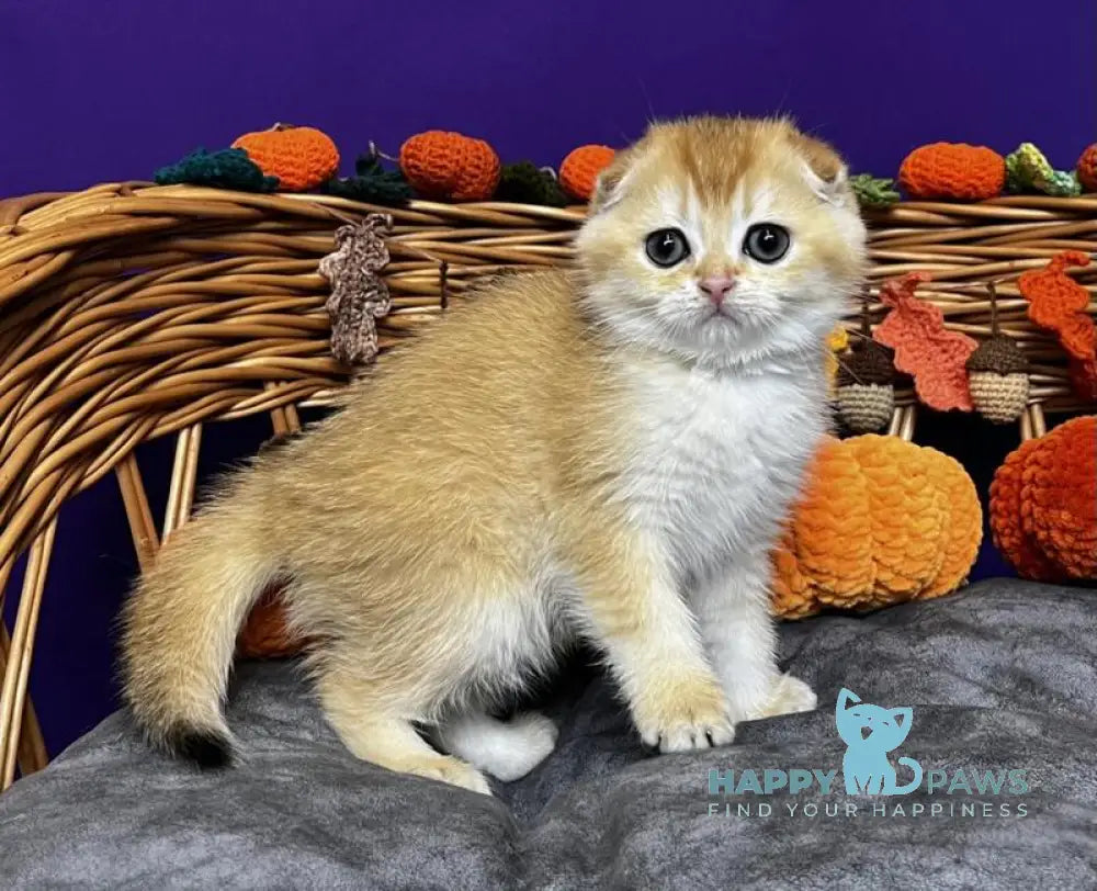 Diana Scottish Fold female black golden chinchilla live animals