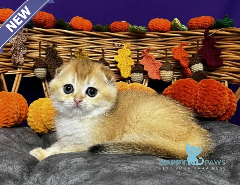 Diana Scottish Fold female black golden chinchilla live animals