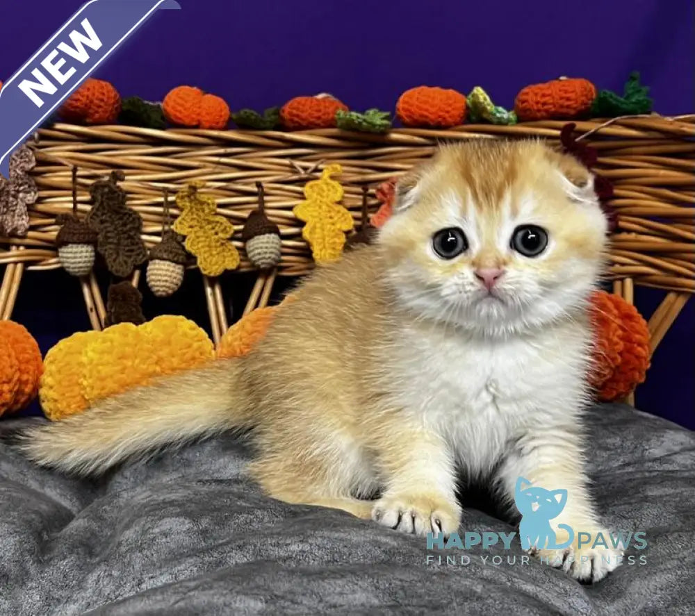 Diana Scottish Fold female black golden chinchilla live animals