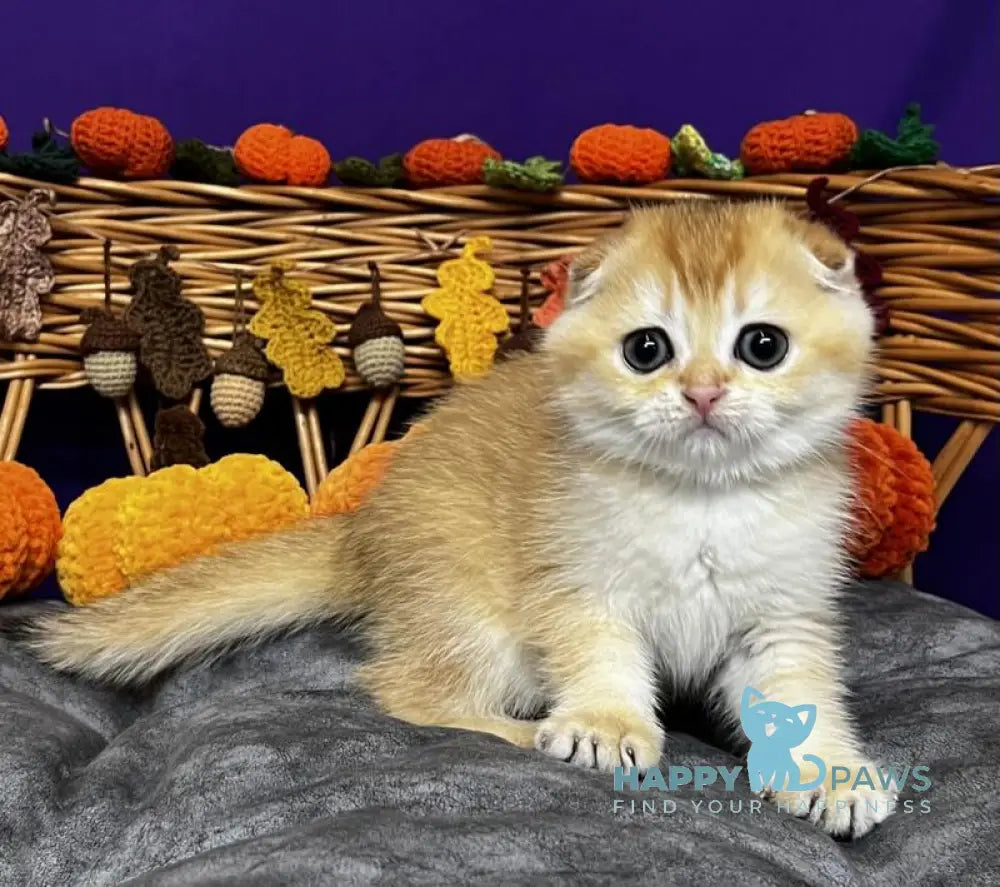 Diana Scottish Fold female black golden chinchilla live animals