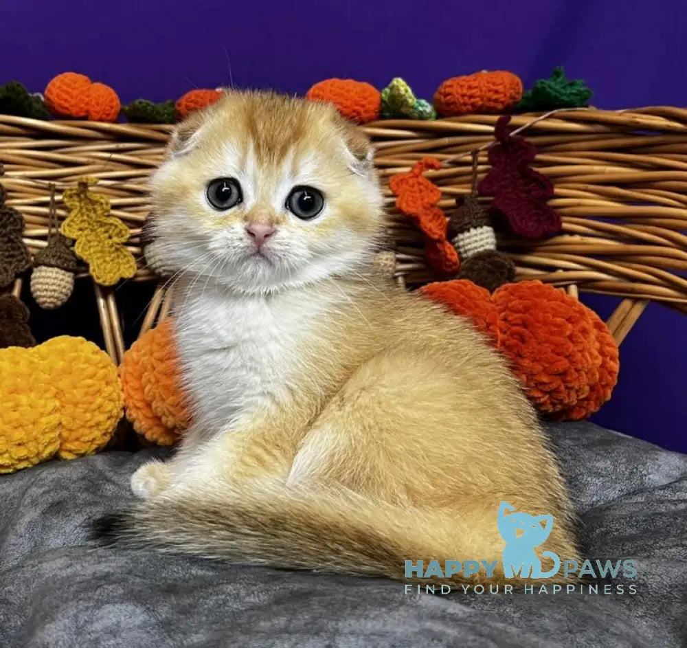 Diana Scottish Fold female black golden chinchilla live animals