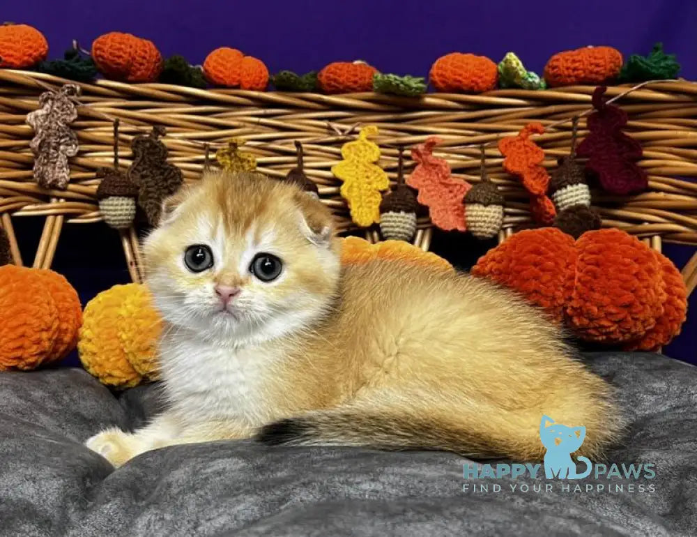 Diana Scottish Fold female black golden chinchilla live animals