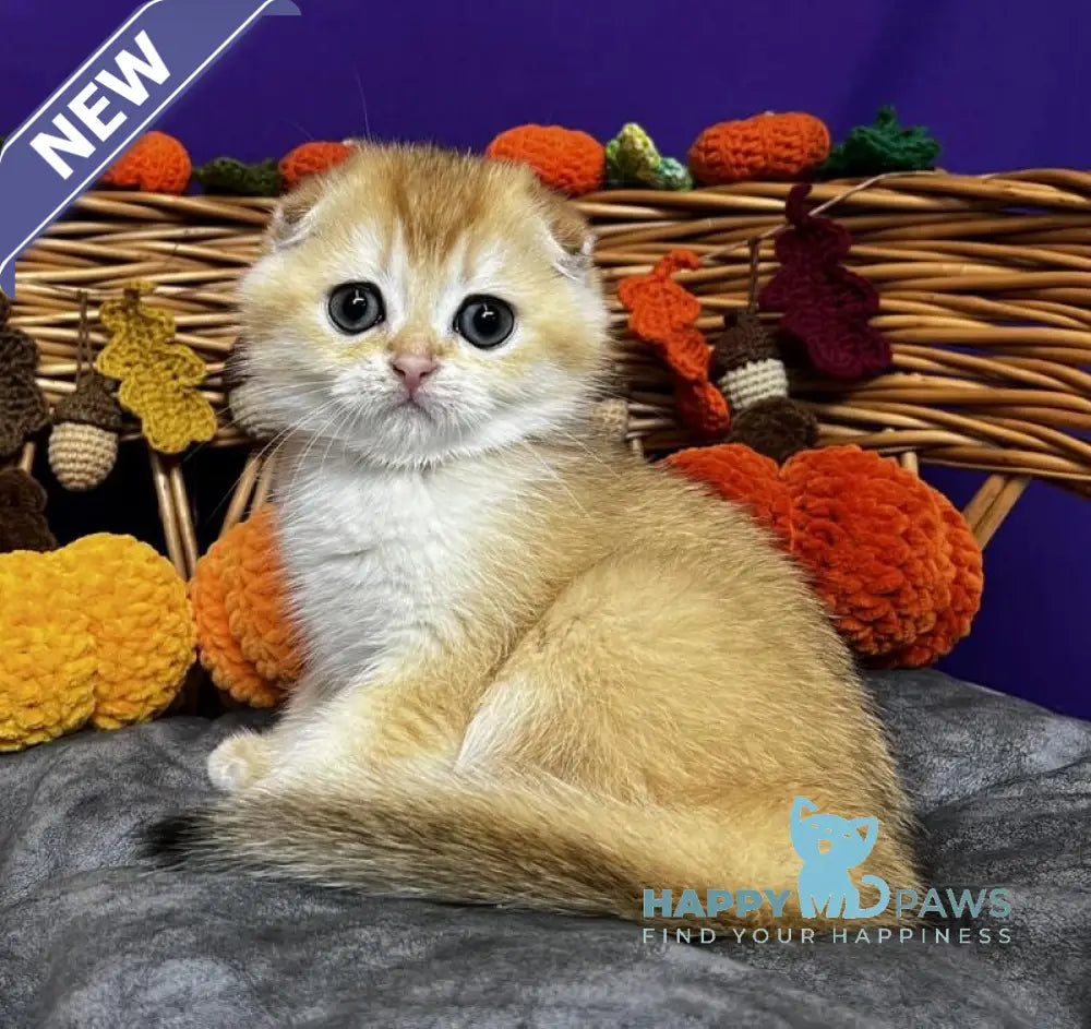 Diana Scottish Fold female black golden chinchilla live animals