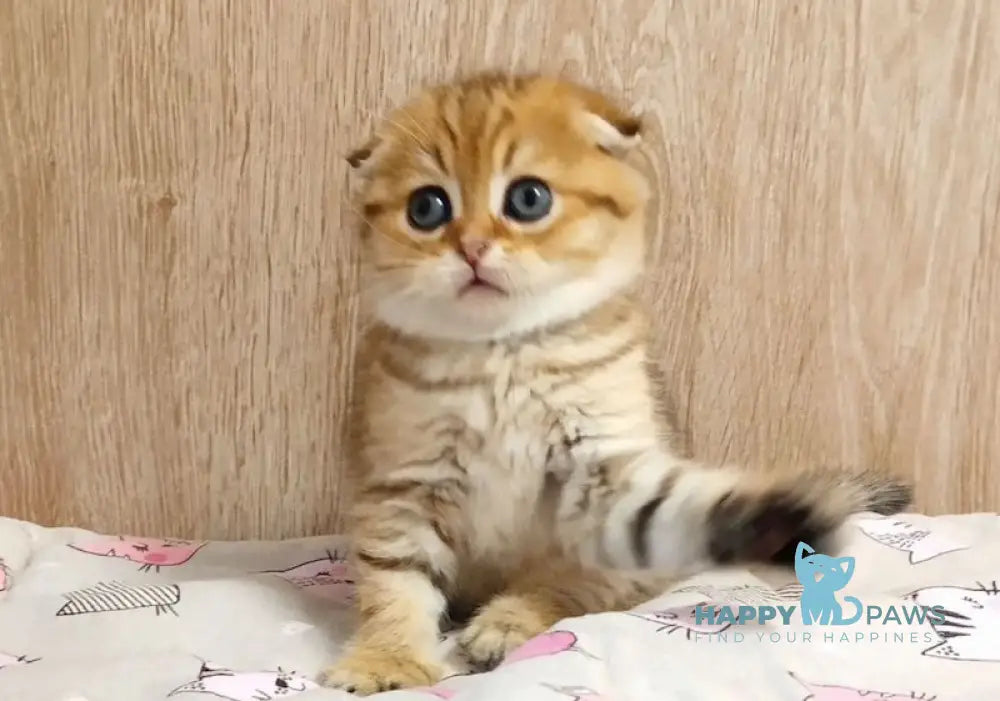 Diana Scottish Fold female black golden spotted tabby live animals