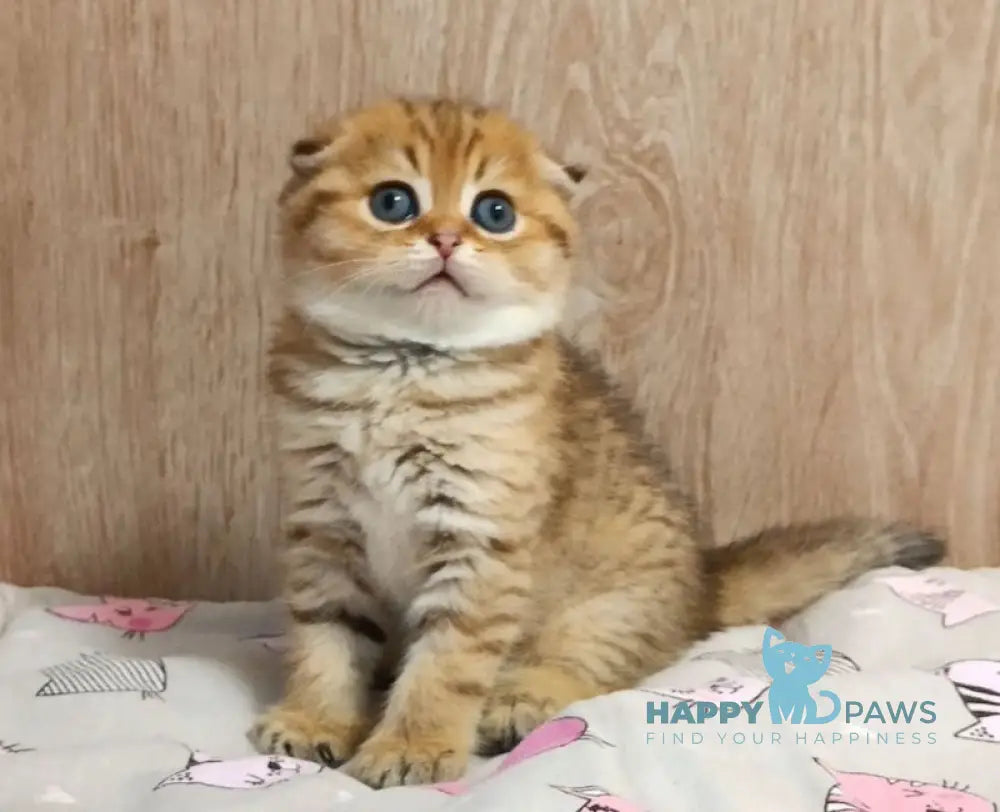 Diana Scottish Fold female black golden spotted tabby live animals