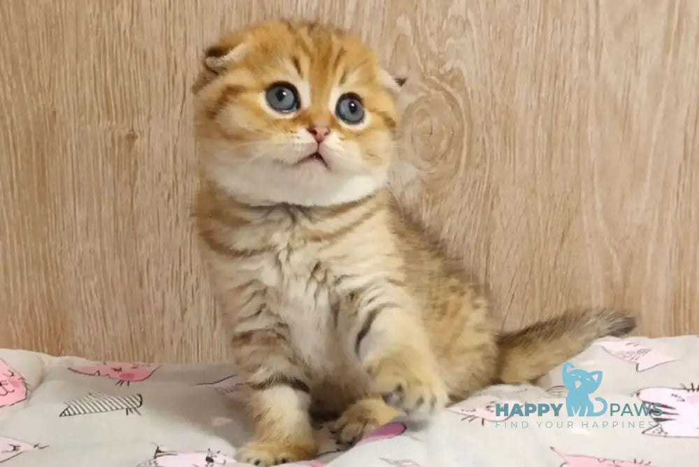 Diana Scottish Fold female black golden spotted tabby live animals