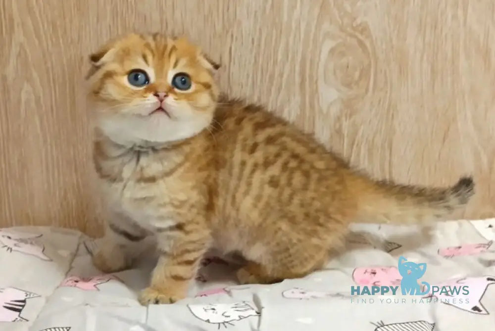 Diana Scottish Fold female black golden spotted tabby live animals