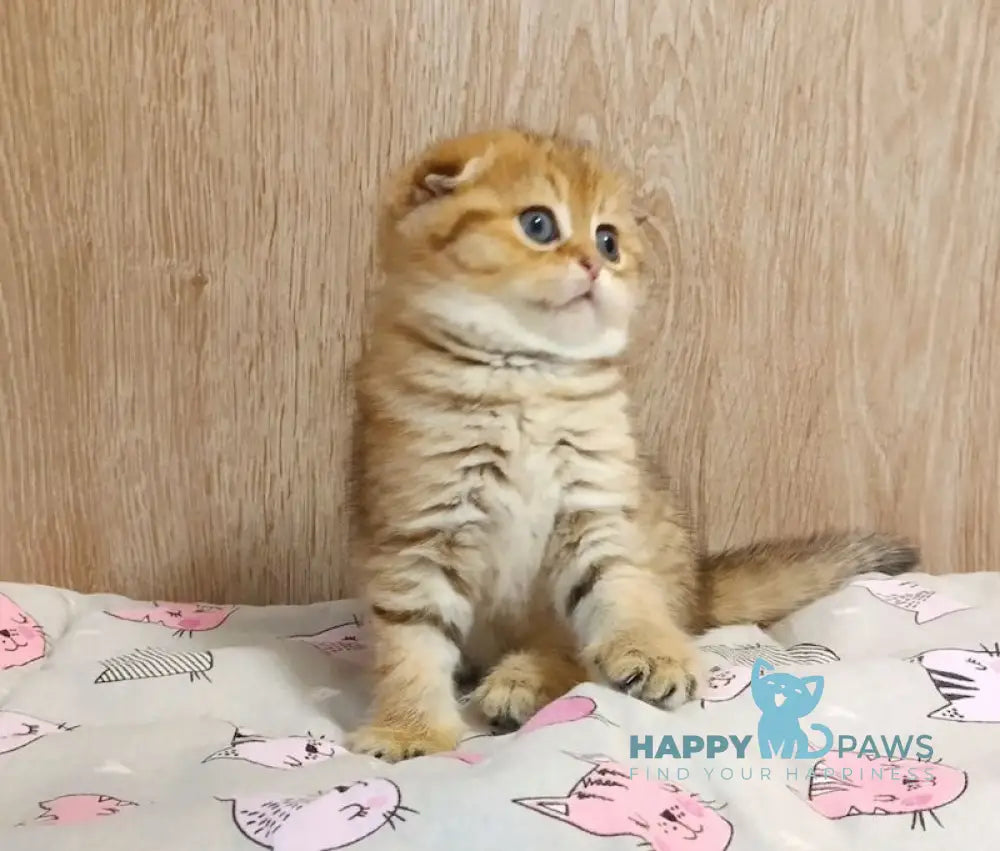 Diana Scottish Fold female black golden spotted tabby live animals