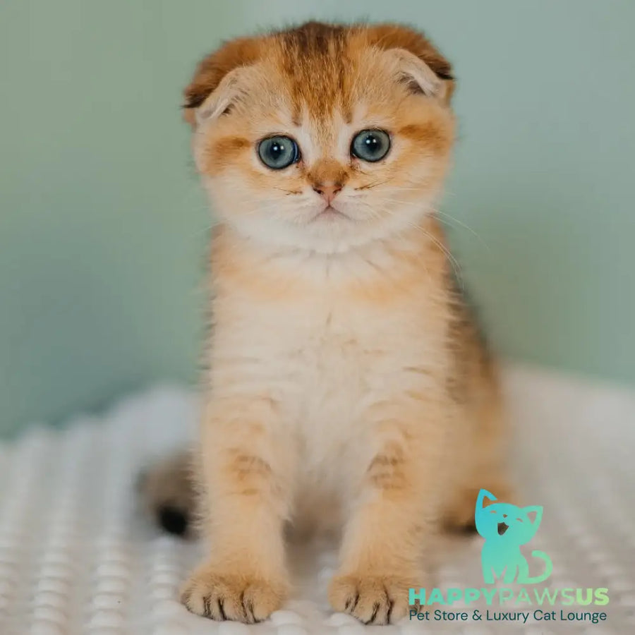Diana Scottish Fold female black golden ticked tabby - live animals