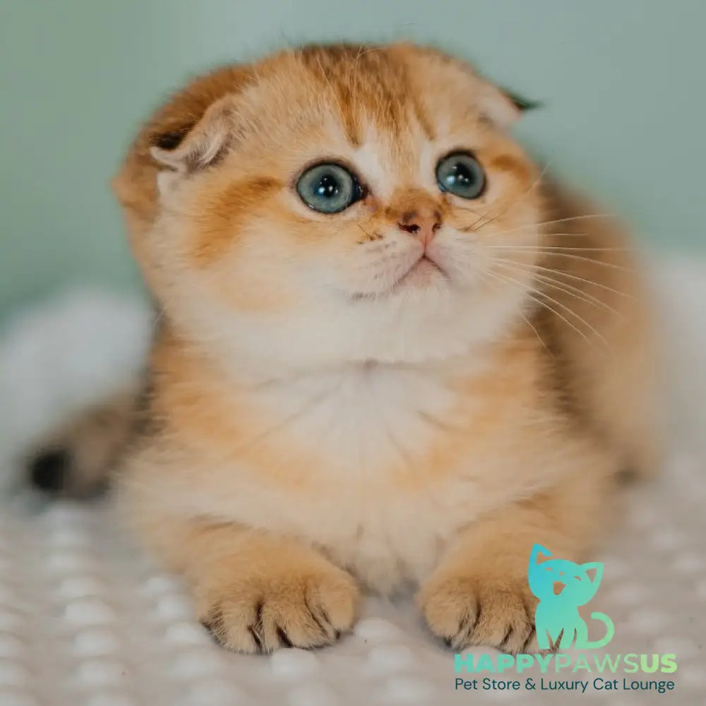 Diana Scottish Fold female black golden ticked tabby - live animals