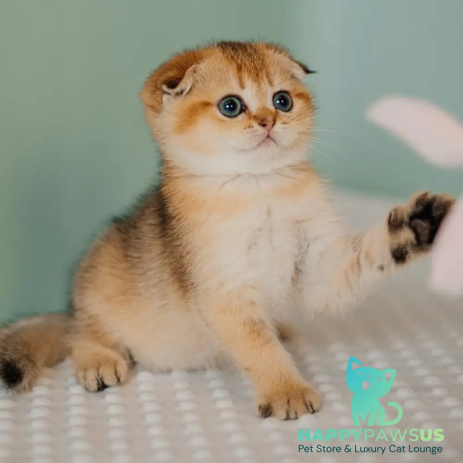 Diana Scottish Fold female black golden ticked tabby - live animals