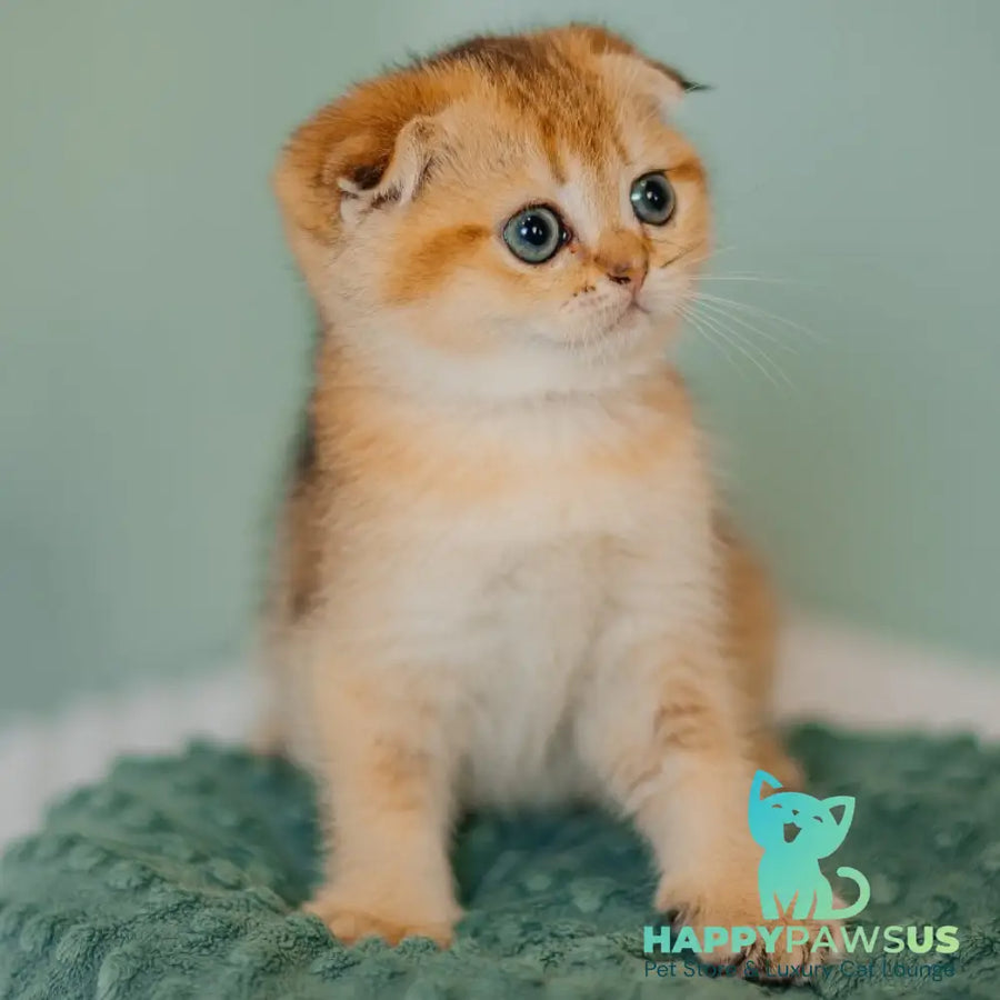 Diana Scottish Fold female black golden ticked tabby - live animals