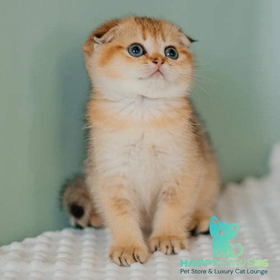 Diana Scottish Fold female black golden ticked tabby - live animals