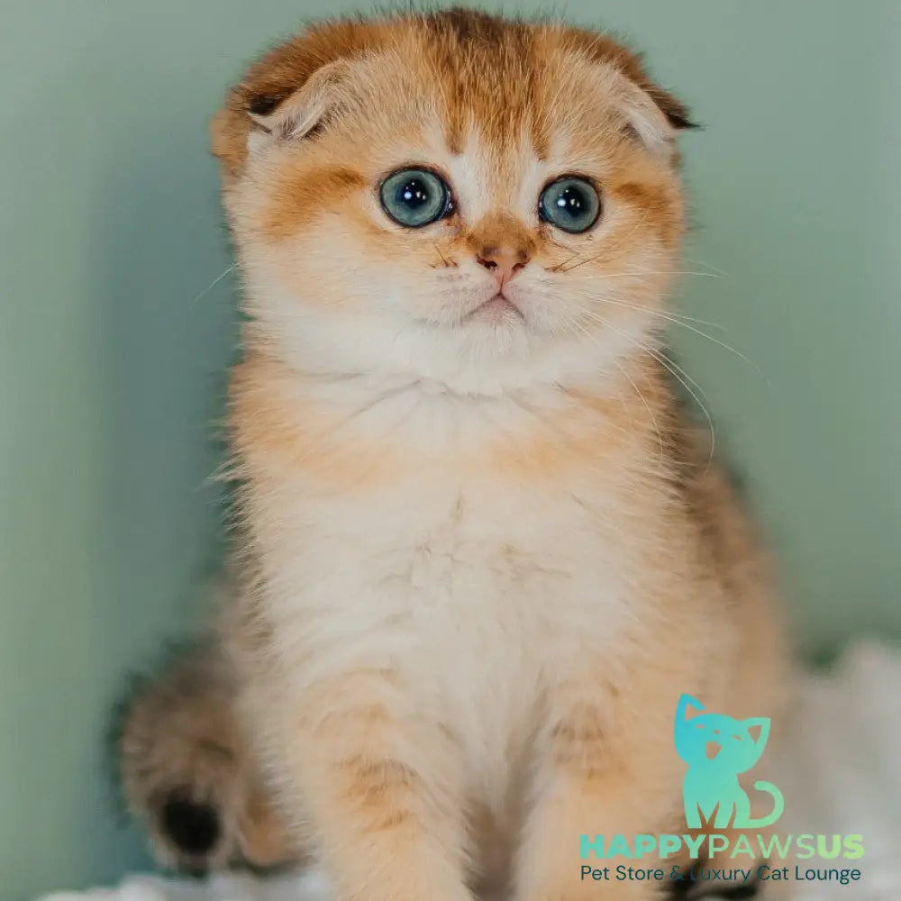 Diana Scottish Fold female black golden ticked tabby - live animals