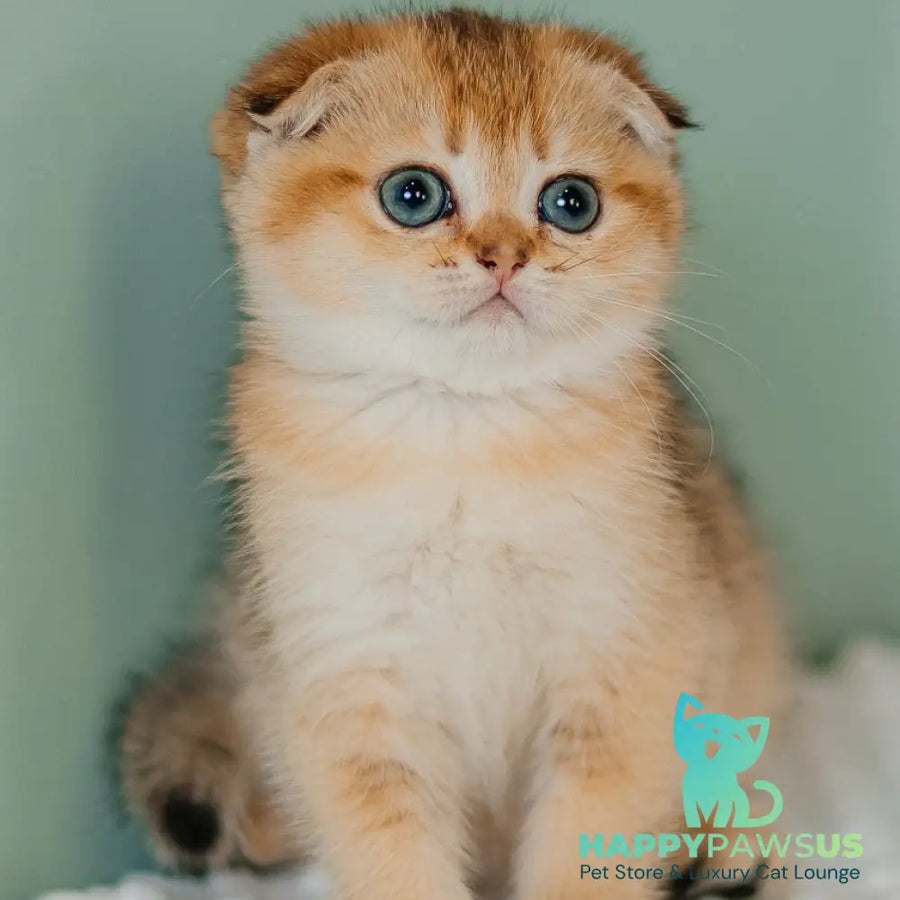 Diana Scottish Fold female black golden ticked tabby - live animals