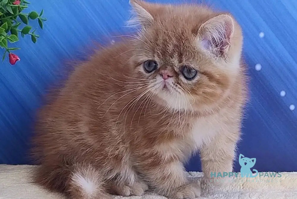 Diane Exotic female red tabby live animals