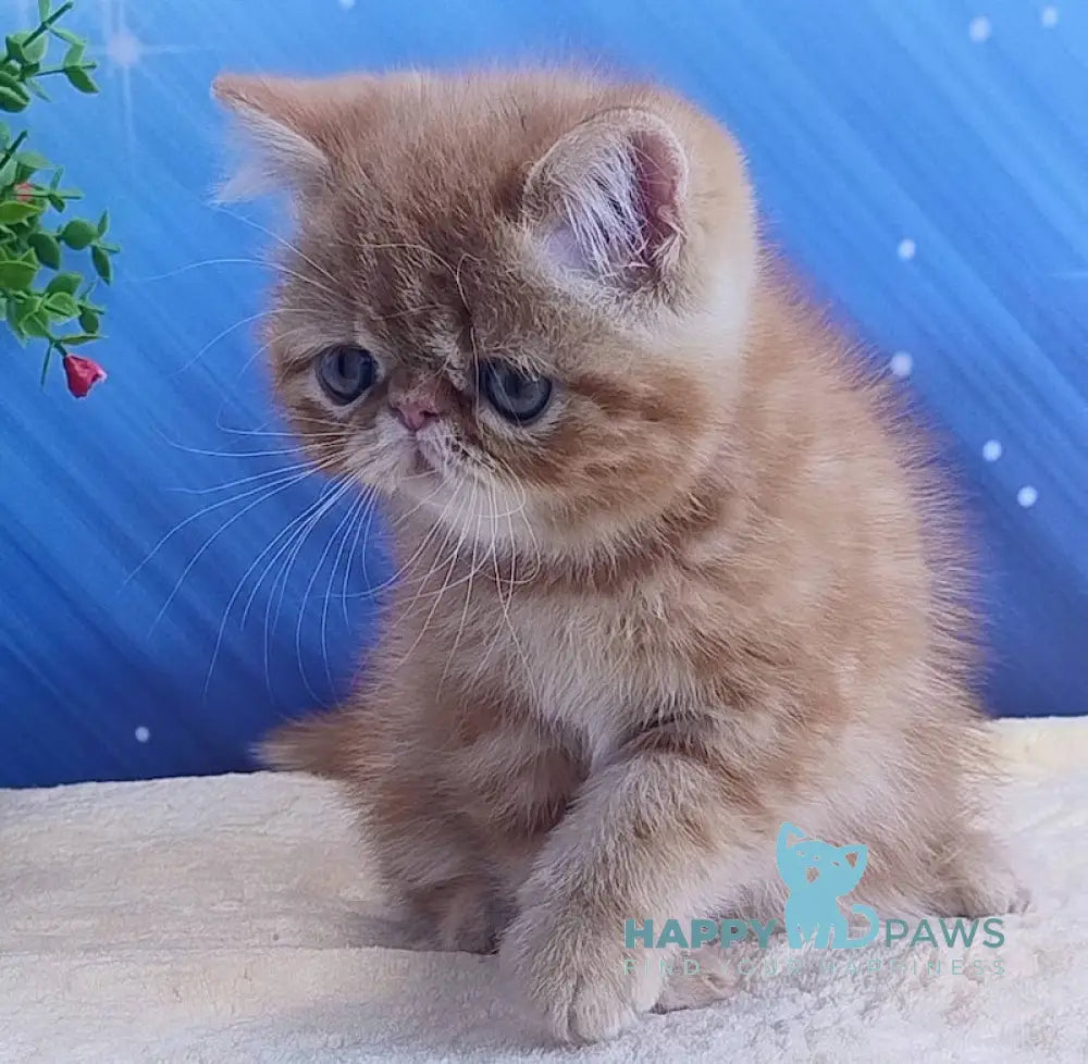 Diane Exotic female red tabby live animals