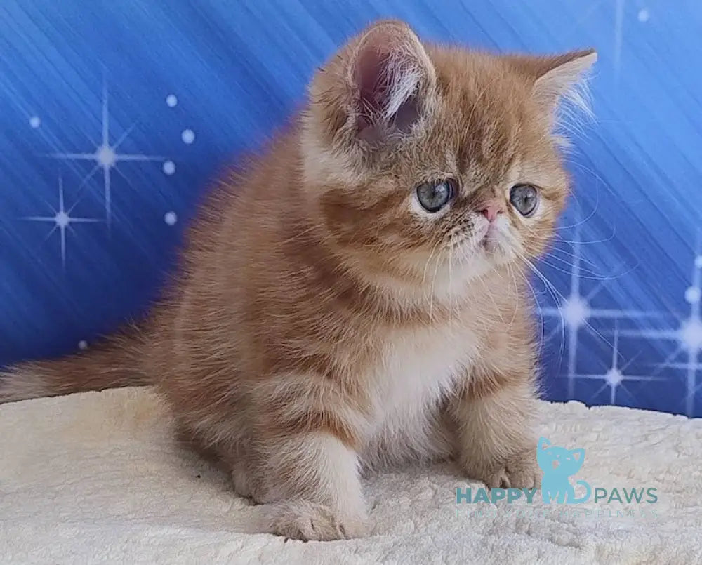 Diane Exotic female red tabby live animals