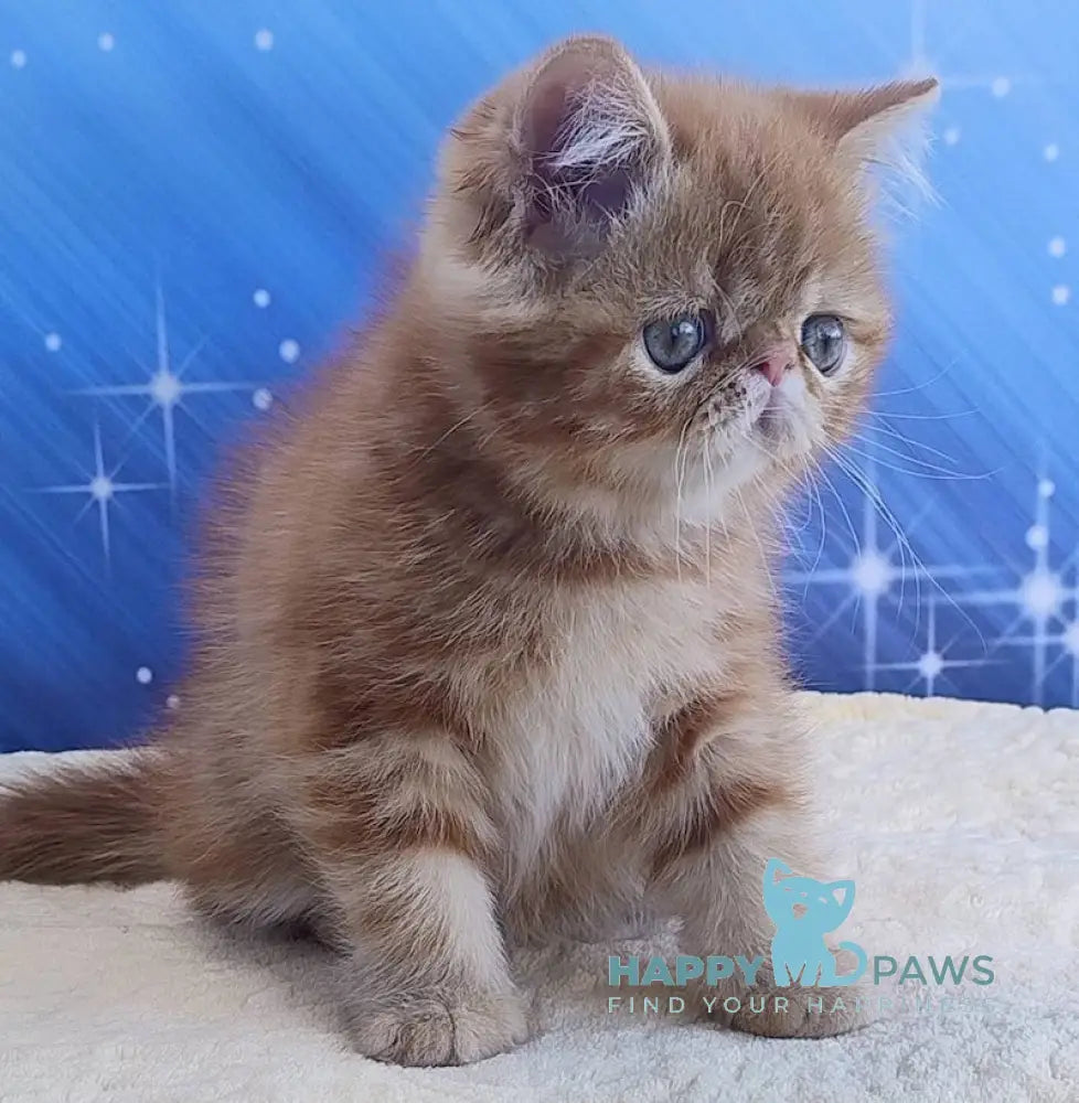 Diane Exotic female red tabby live animals
