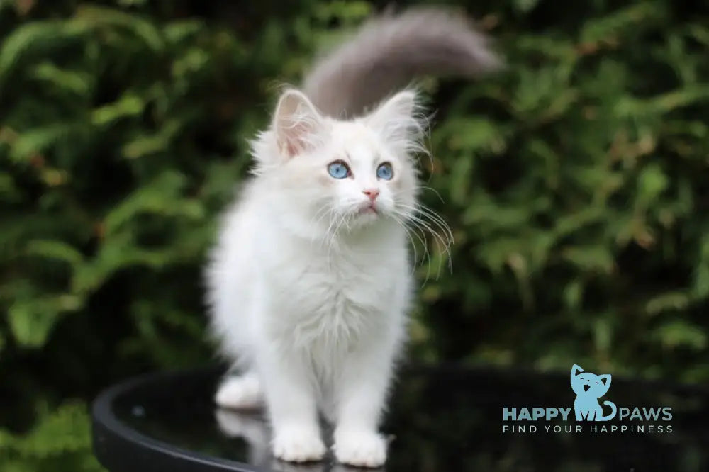 Dianella Siberian female blue tabby pointed bicolour live animals