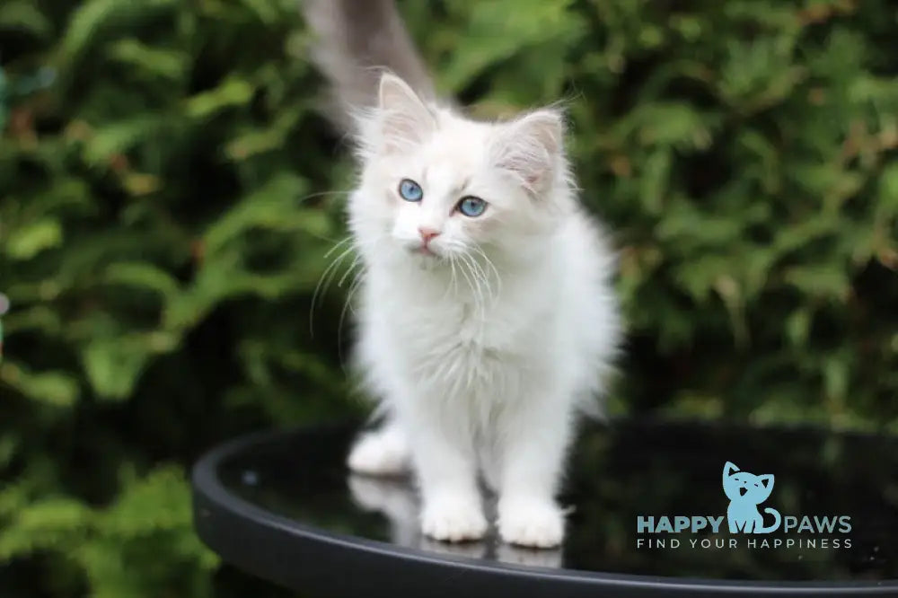 Dianella Siberian female blue tabby pointed bicolour live animals