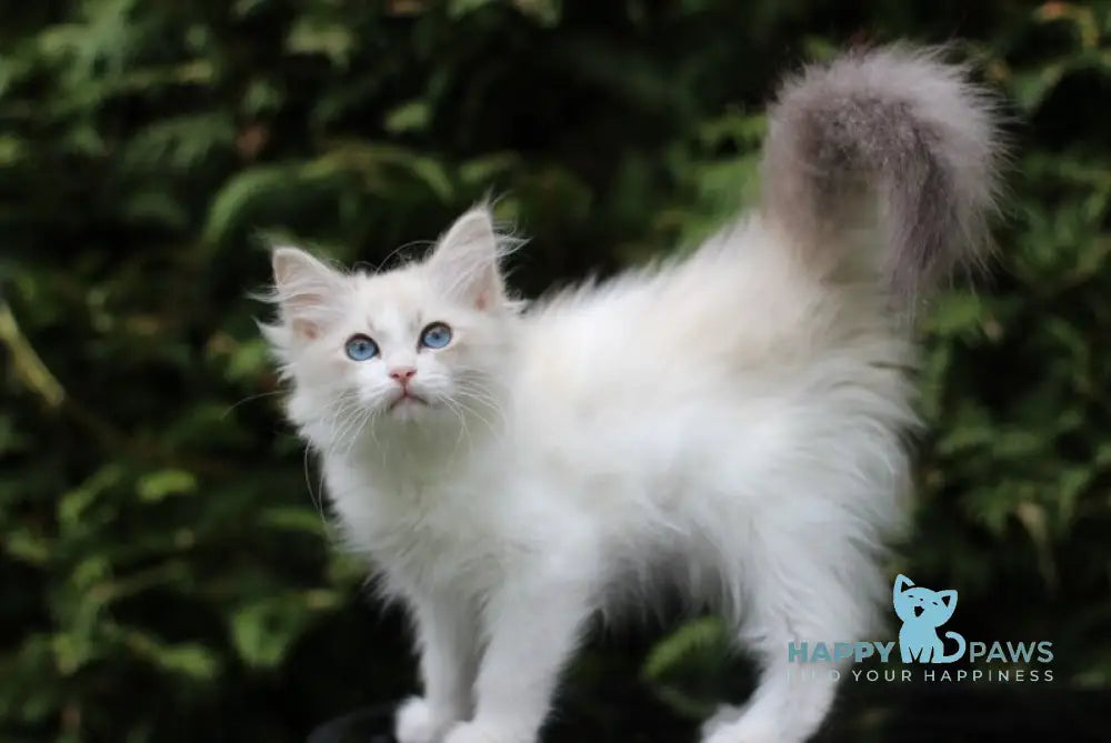 Dianella Siberian female blue tabby pointed bicolour live animals