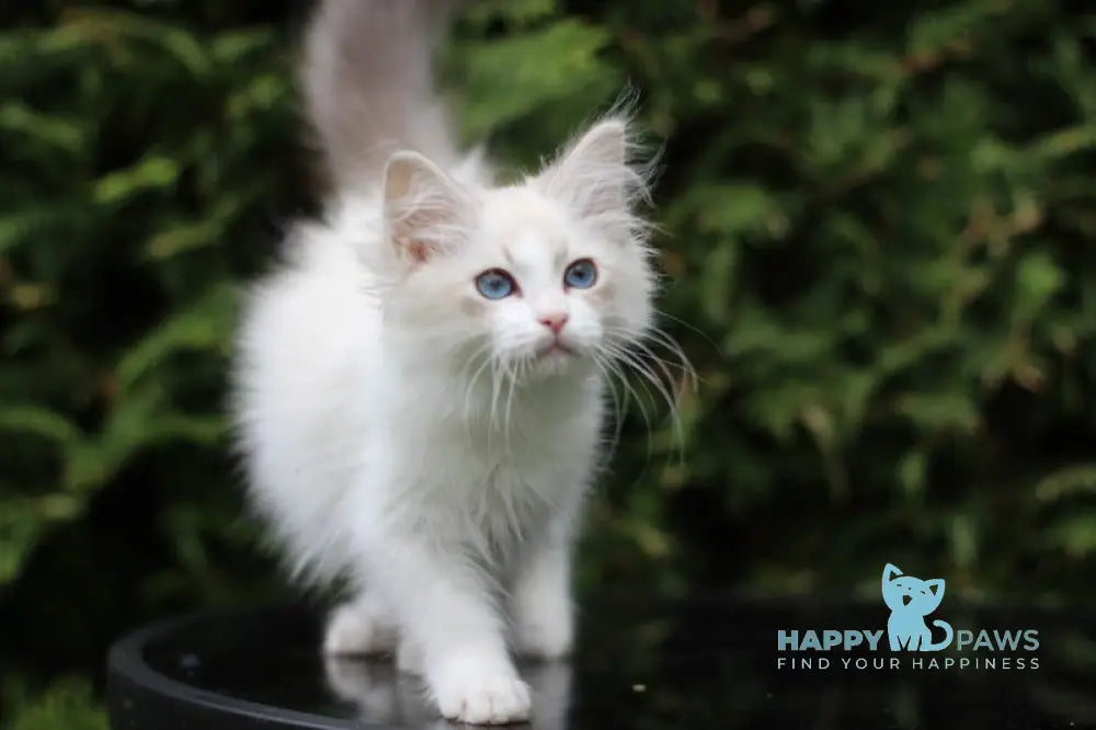 Dianella Siberian female blue tabby pointed bicolour live animals
