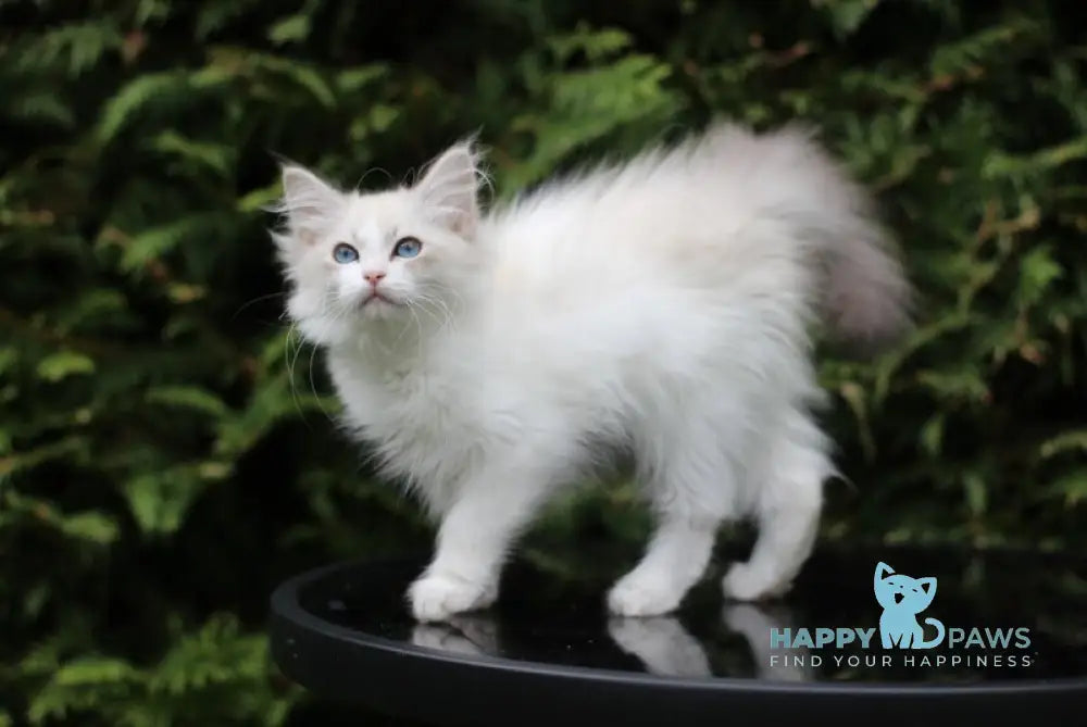 Dianella Siberian female blue tabby pointed bicolour live animals