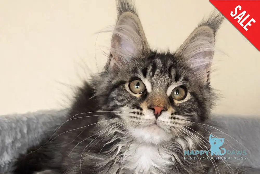 Dianne Maine Coon female black tabby - live animals