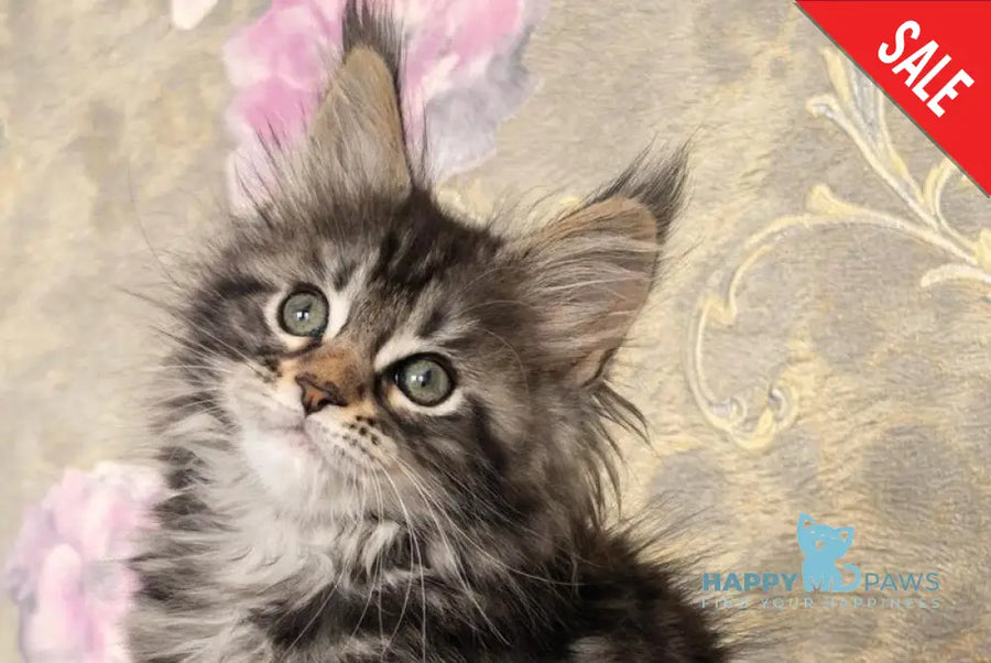 Dianne Maine Coon female black tabby live animals