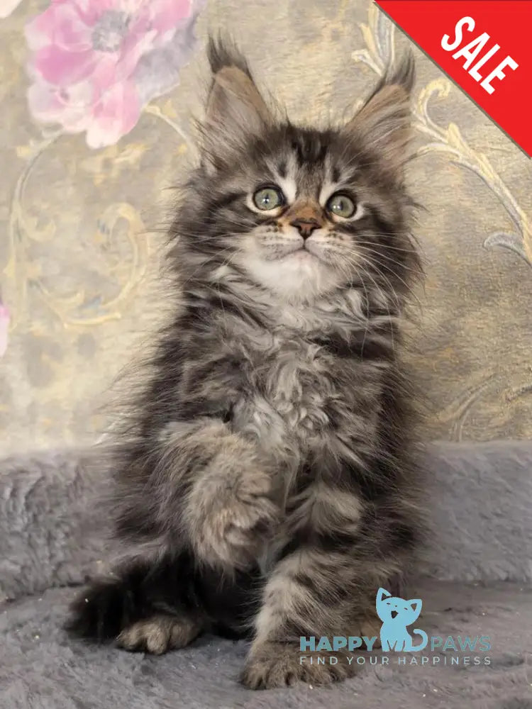 Dianne Maine Coon female black tabby live animals